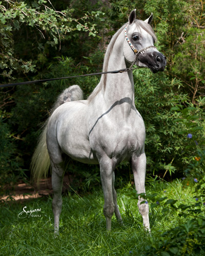Kamal Ibn Adeed ( Al Adeed Al Shaqab x NF Bint Sajha ) 